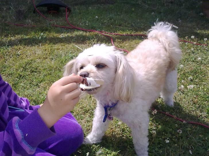 Dværgpuddel Cirkeline billede 5