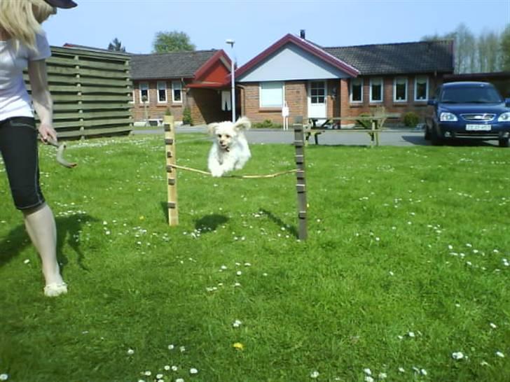 Dværgpuddel Cirkeline billede 6