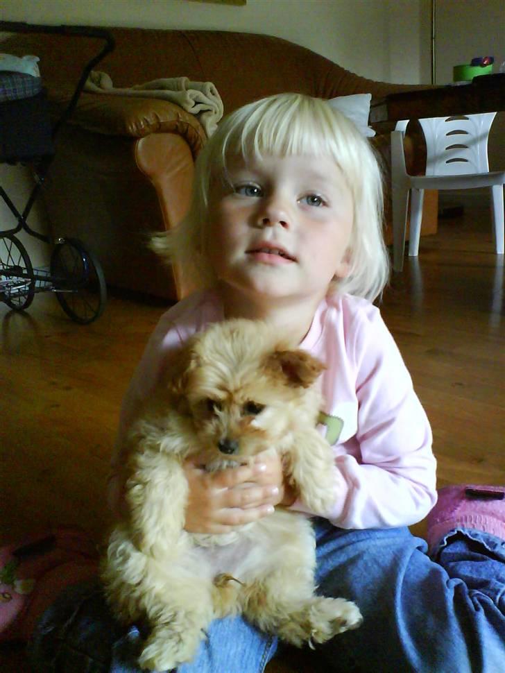 Dværgpuddel Cirkeline billede 7