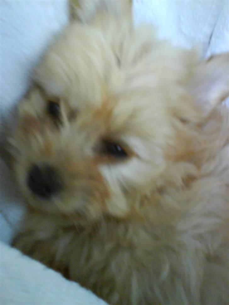 Dværgpuddel Cirkeline billede 8