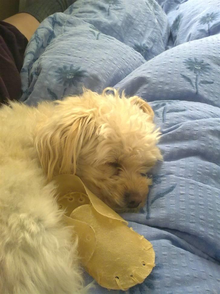 Dværgpuddel Cirkeline billede 9