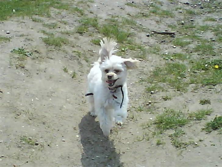 Dværgpuddel Cirkeline billede 10