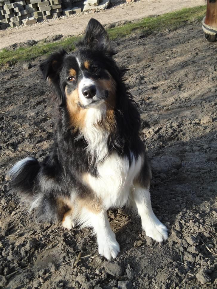 Australian shepherd Chili - hej billede 1