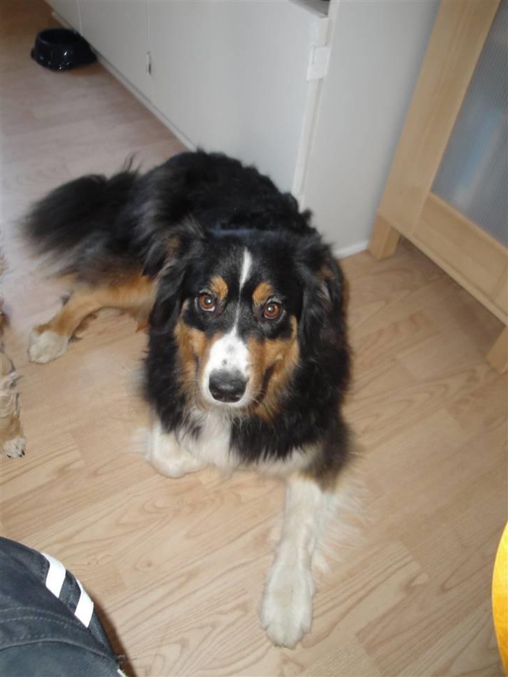 Australian shepherd Chili billede 2