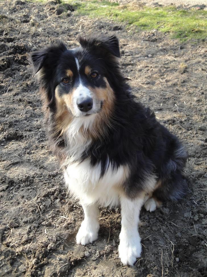Australian shepherd Chili billede 3
