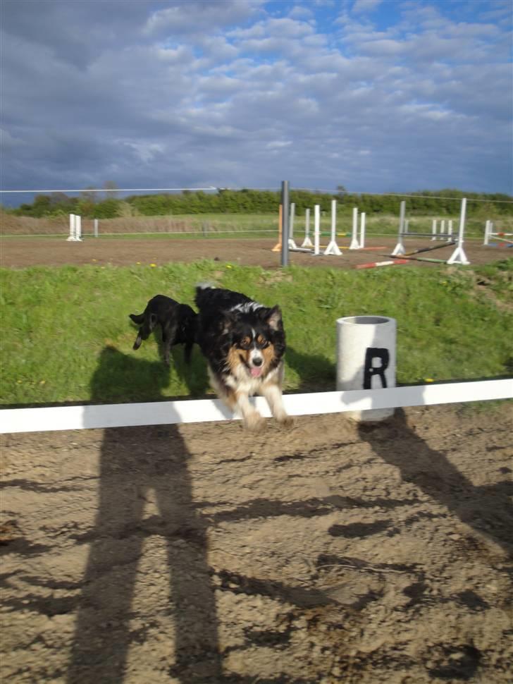 Australian shepherd Chili billede 4