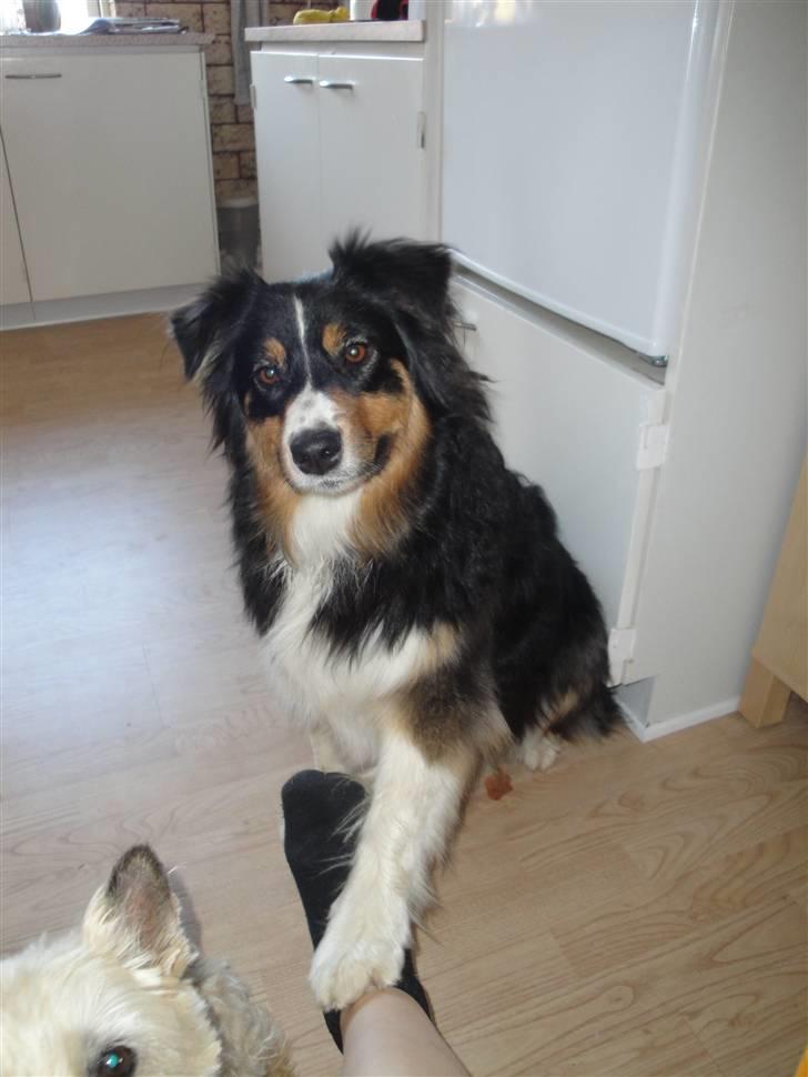Australian shepherd Chili billede 5