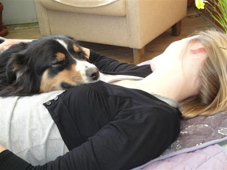 Australian shepherd Chili billede 6