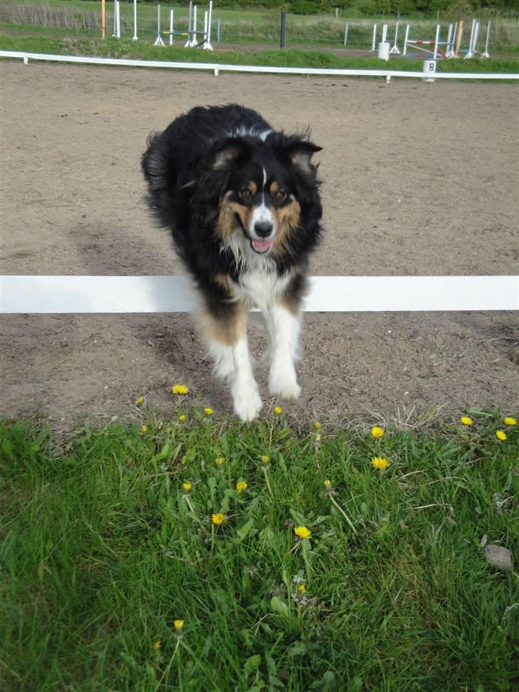 Australian shepherd Chili - Jaaa her kunne man springe lidt.. :) billede 7