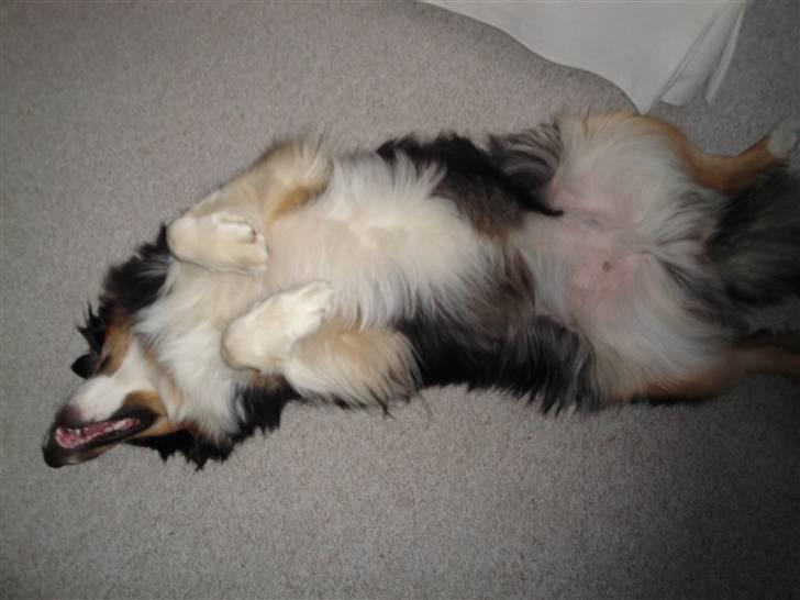 Australian shepherd Chili - Chili og mig træner at spille død :) billede 8