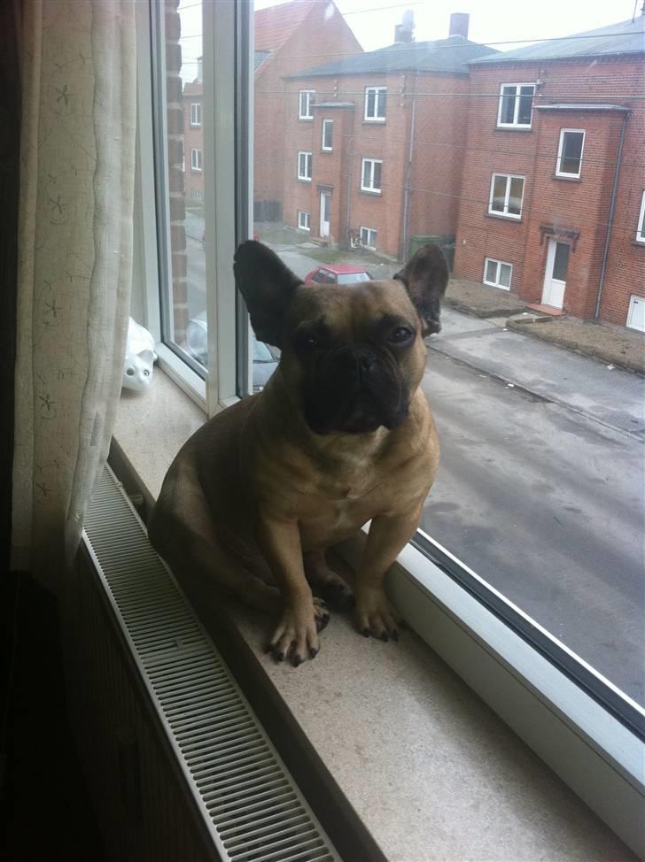 Fransk bulldog Van Wilcora Micki (Rip min skat) - Mmh, min yndlings plads :-) billede 6