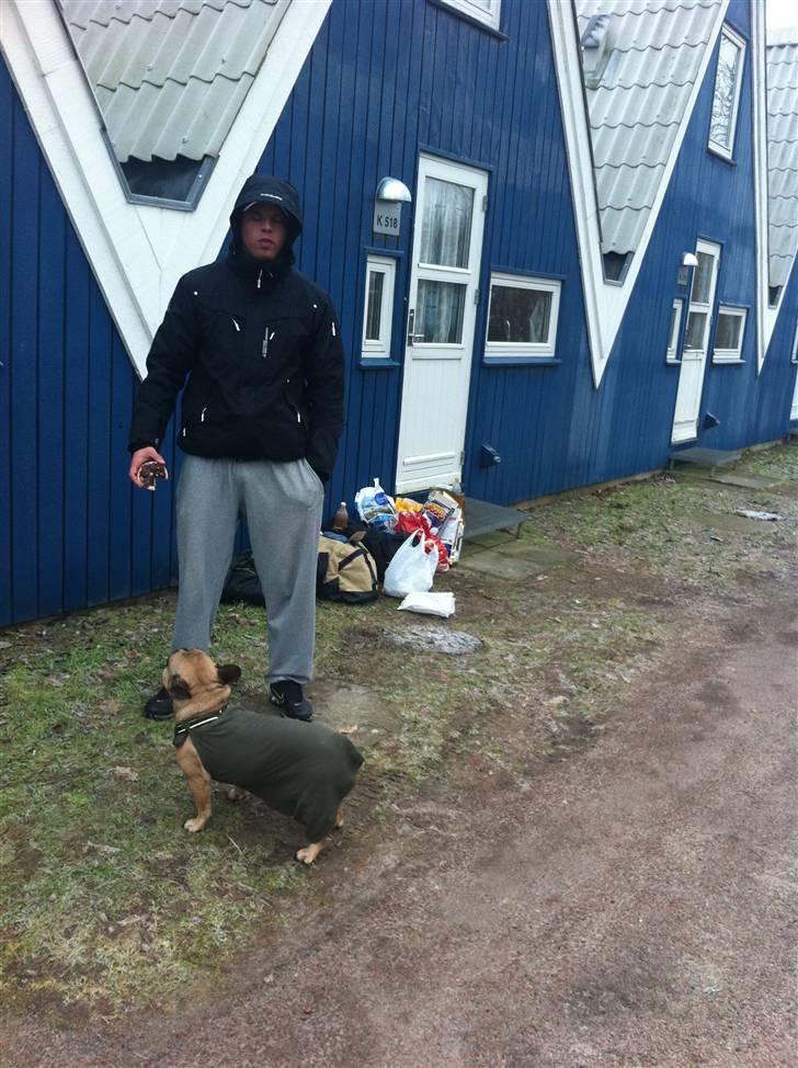 Fransk bulldog Van Wilcora Micki (Rip min skat) - På vej hjem fra Lalandia :-), Jég var med på ferie..  billede 7