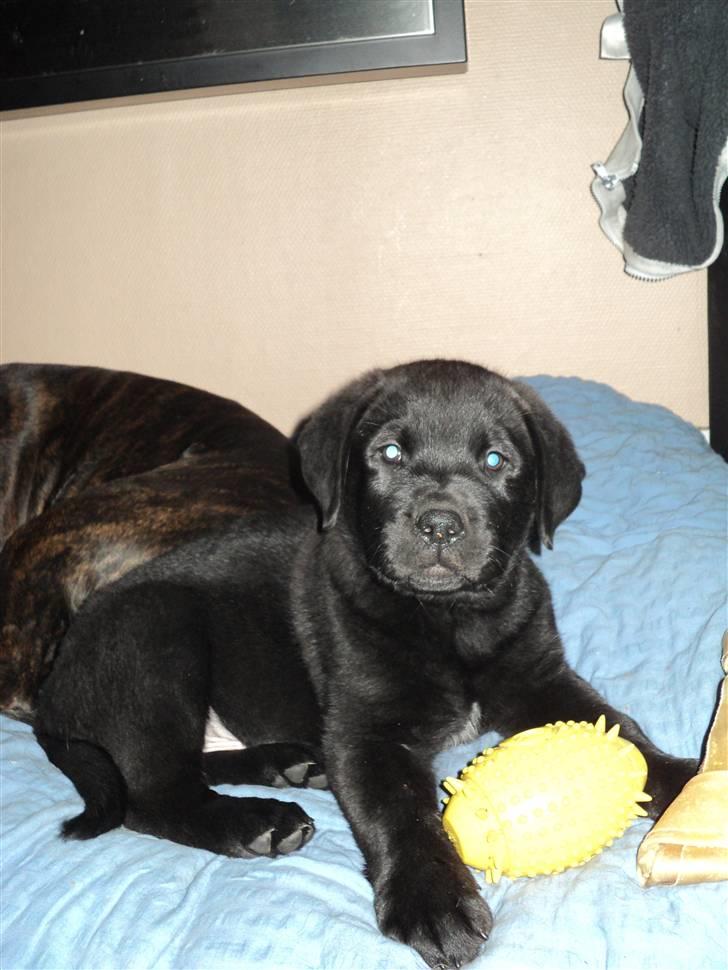 Blanding af racer Ziggi billede 1