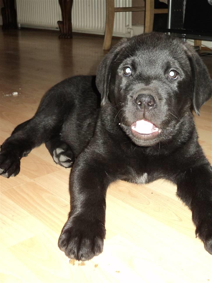 Blanding af racer Ziggi billede 2