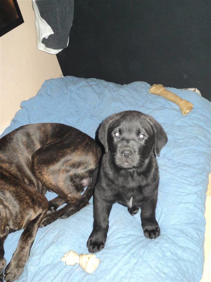 Blanding af racer Ziggi billede 3