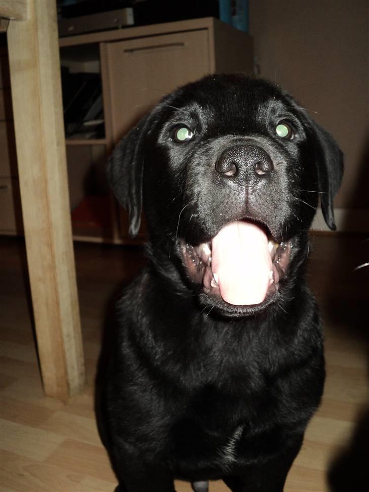 Blanding af racer Ziggi billede 4