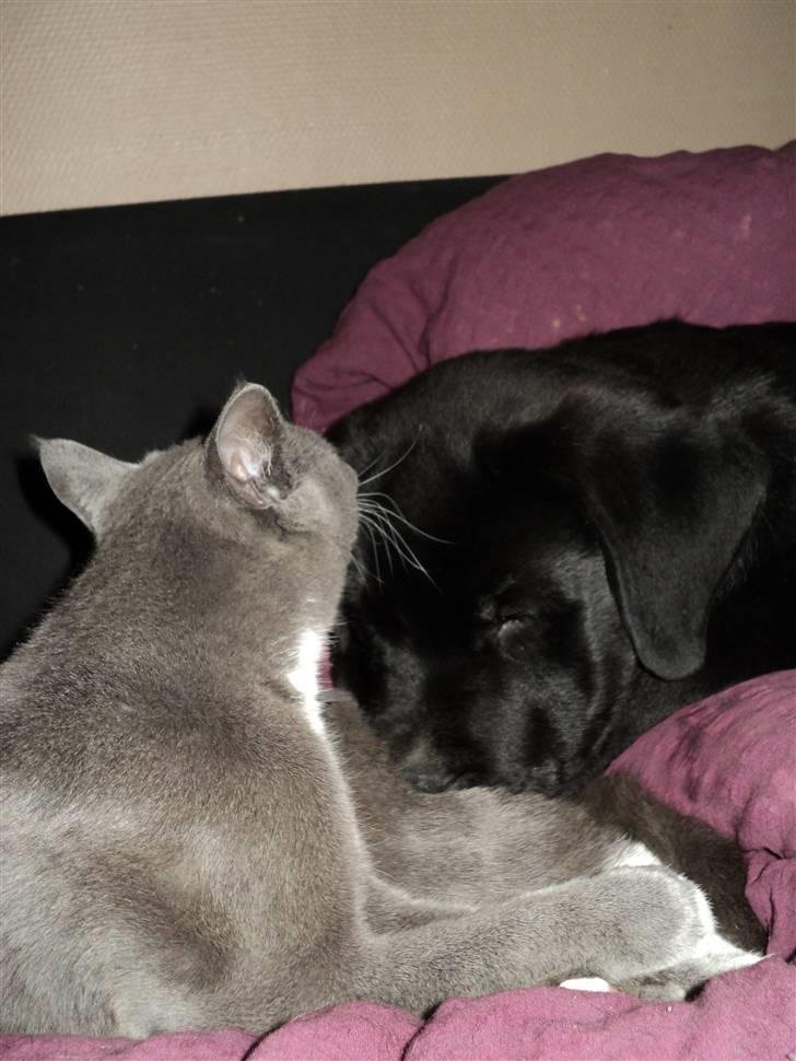 Blanding af racer Ziggi billede 5