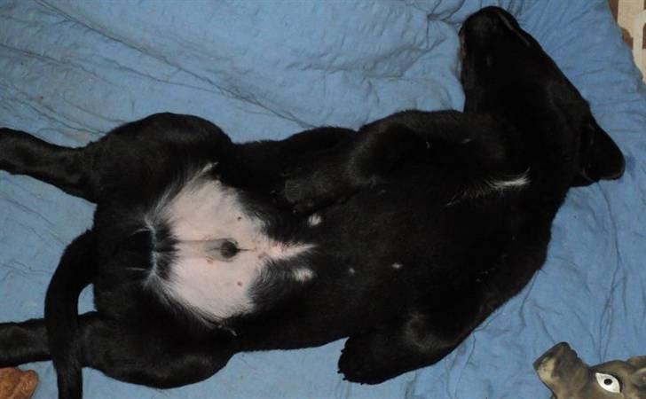 Blanding af racer Ziggi billede 6