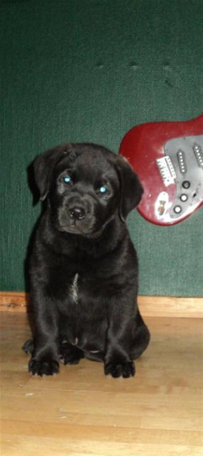 Blanding af racer Ziggi billede 7