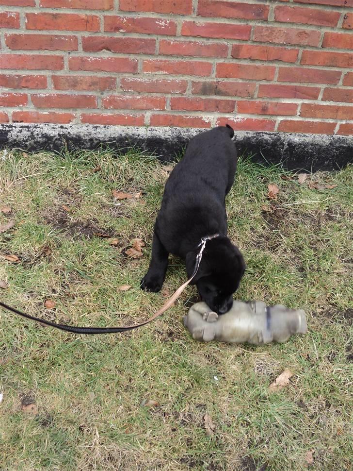 Blanding af racer Ziggi billede 8