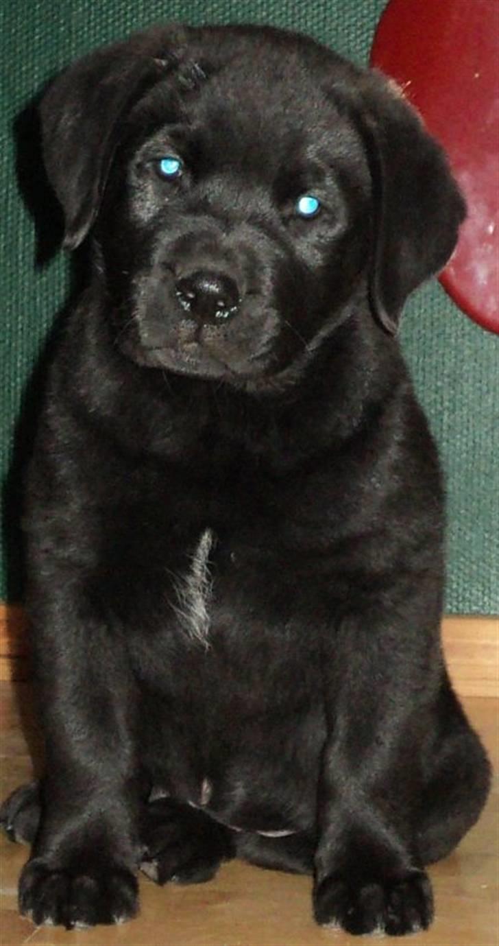 Blanding af racer Ziggi billede 9