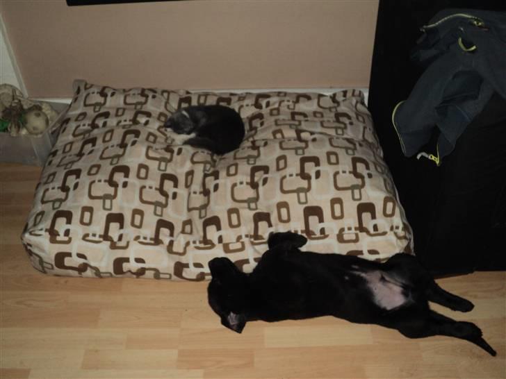 Blanding af racer Ziggi billede 10