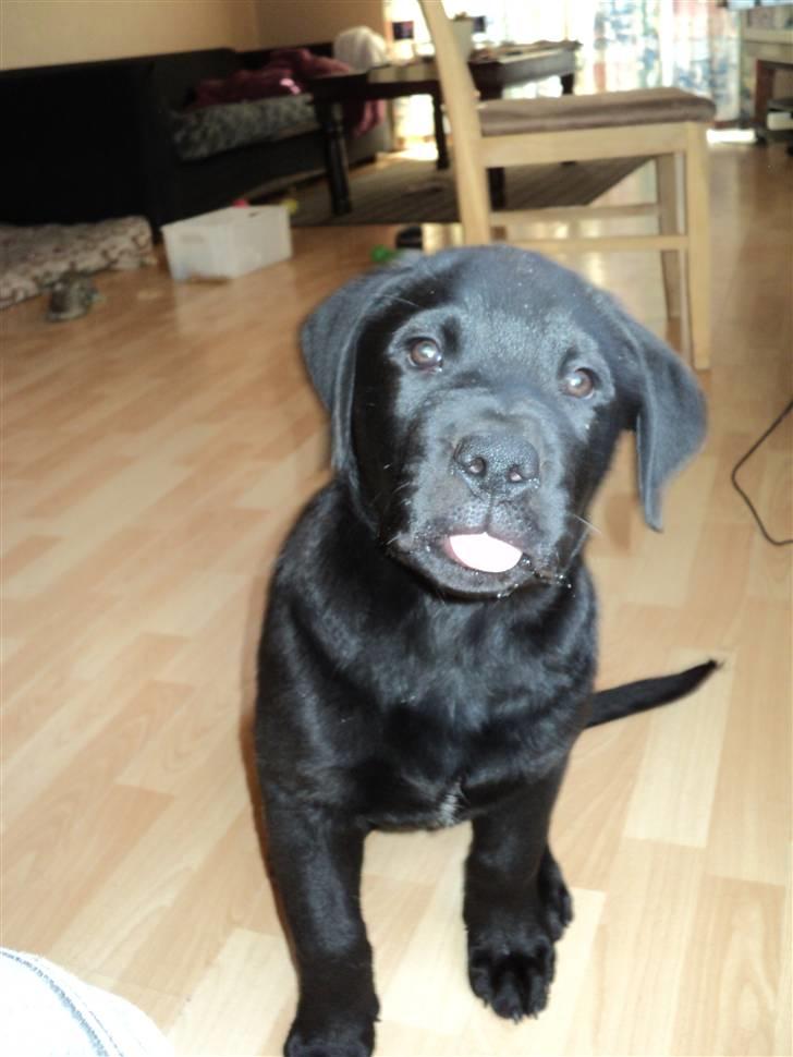 Blanding af racer Ziggi billede 11