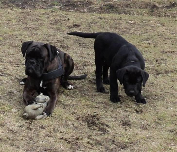 Blanding af racer Ziggi billede 12