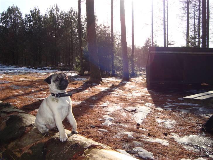 Mops Thilde billede 7