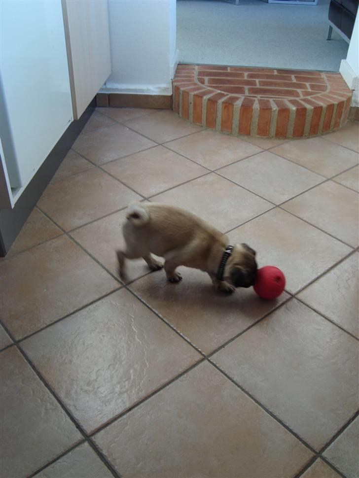 Mops Thilde billede 8