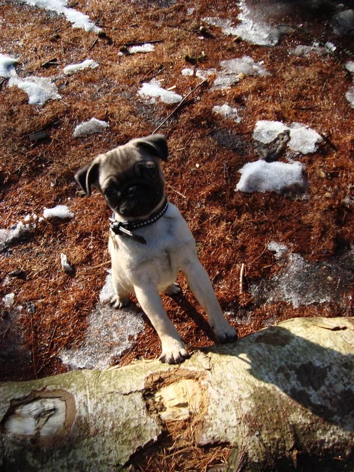 Mops Thilde billede 9