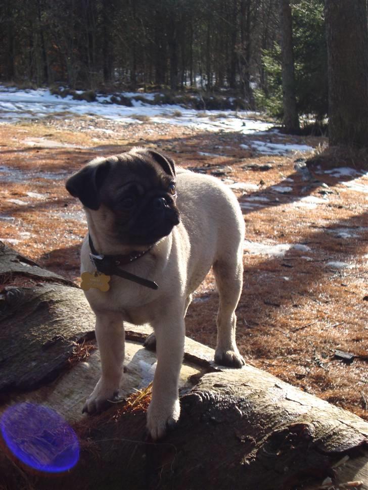 Mops Thilde billede 10