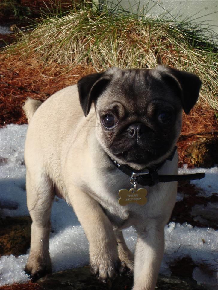 Mops Thilde billede 11