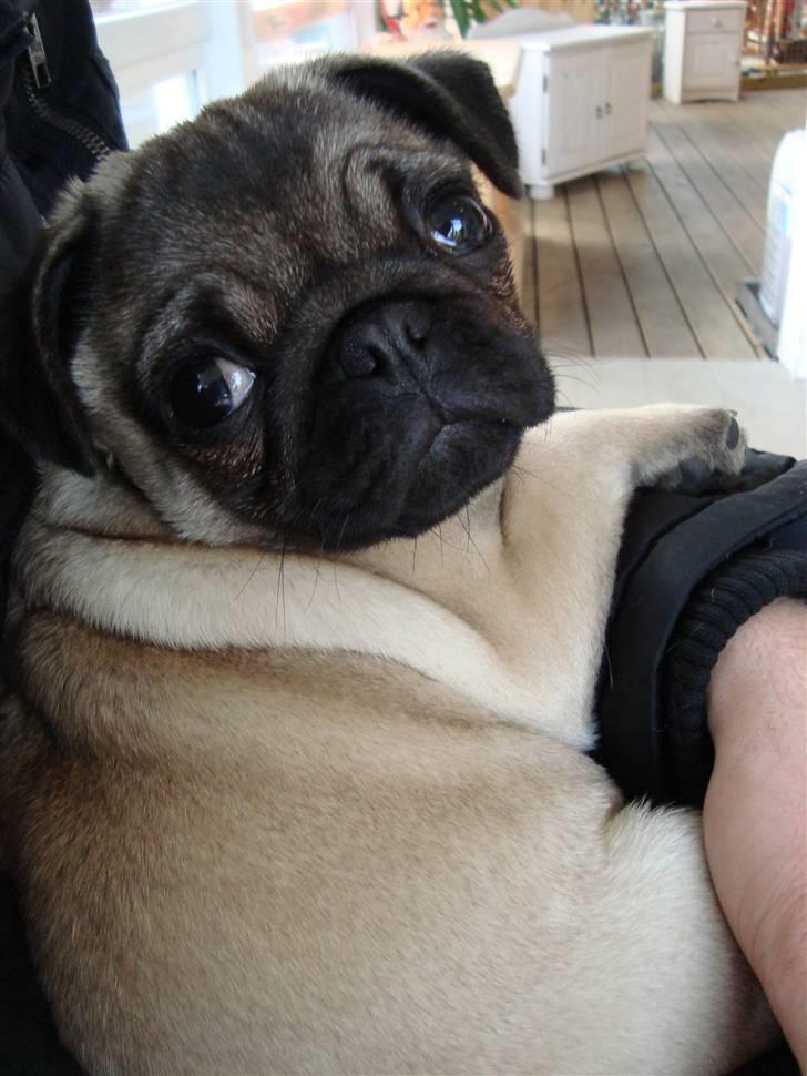 Mops Thilde billede 12