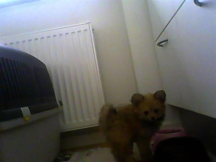 Blanding af racer Castell billede 1