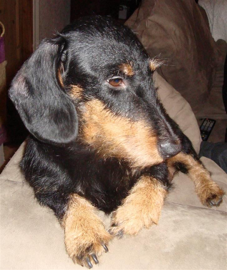 Gravhund Zizi - Zizi  billede 1