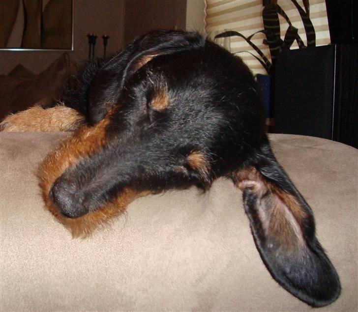 Gravhund Zizi - Zizi billede 3