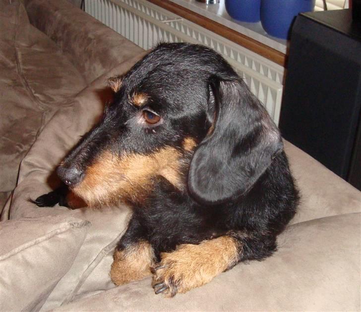 Gravhund Zizi - Zizi billede 4