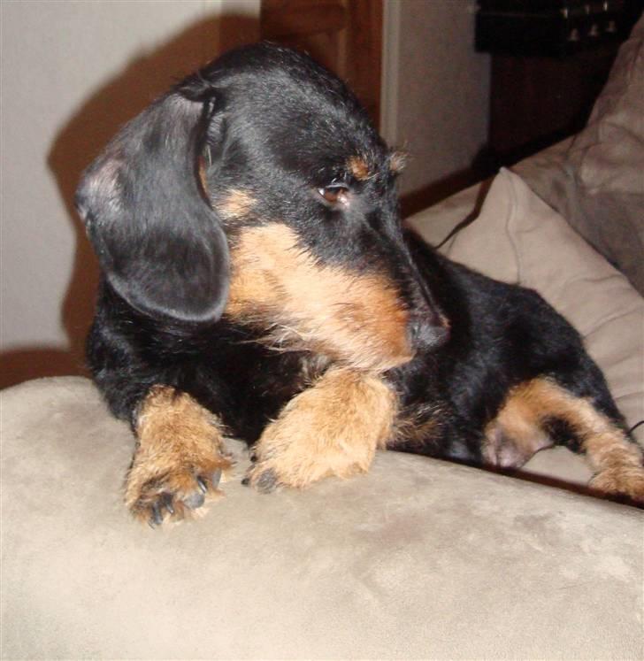 Gravhund Zizi - Zizi billede 5