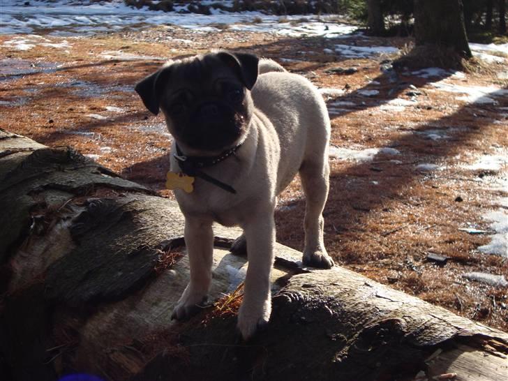 Mops Thilde billede 13