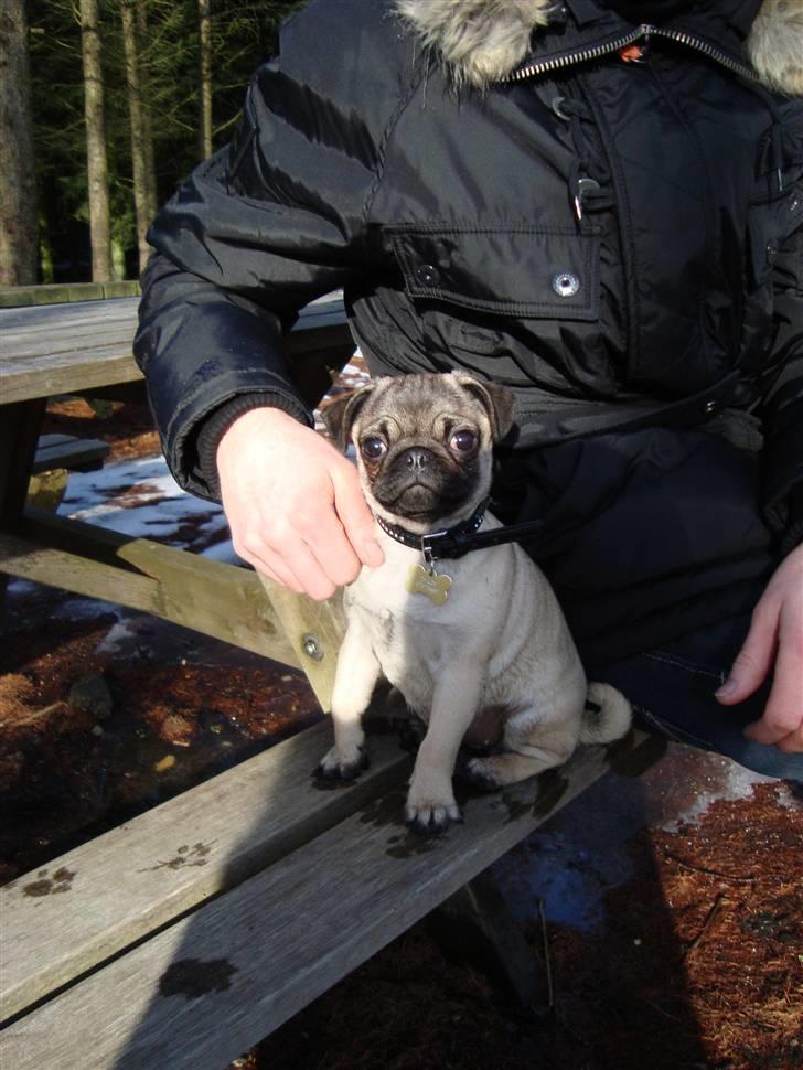 Mops Thilde billede 14