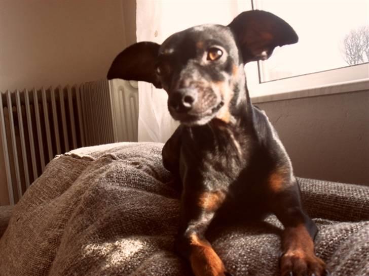Dvaergpinscher Micky billede 7