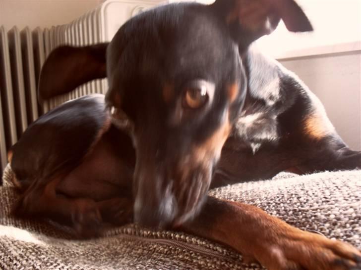 Dvaergpinscher Micky billede 10