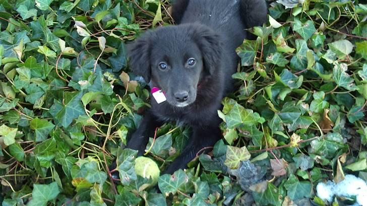 Blanding af racer Cassíe billede 1