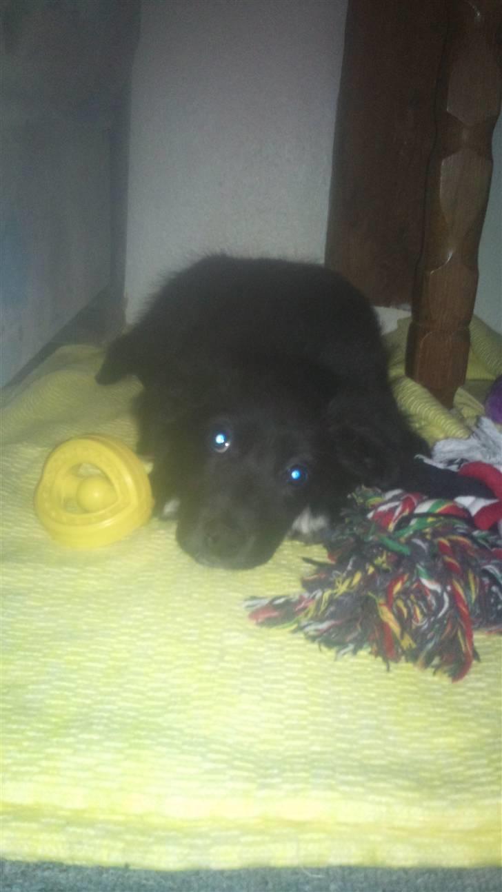 Blanding af racer Cassíe billede 2