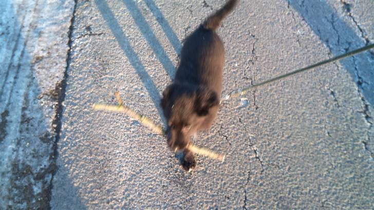 Blanding af racer Cassíe billede 3