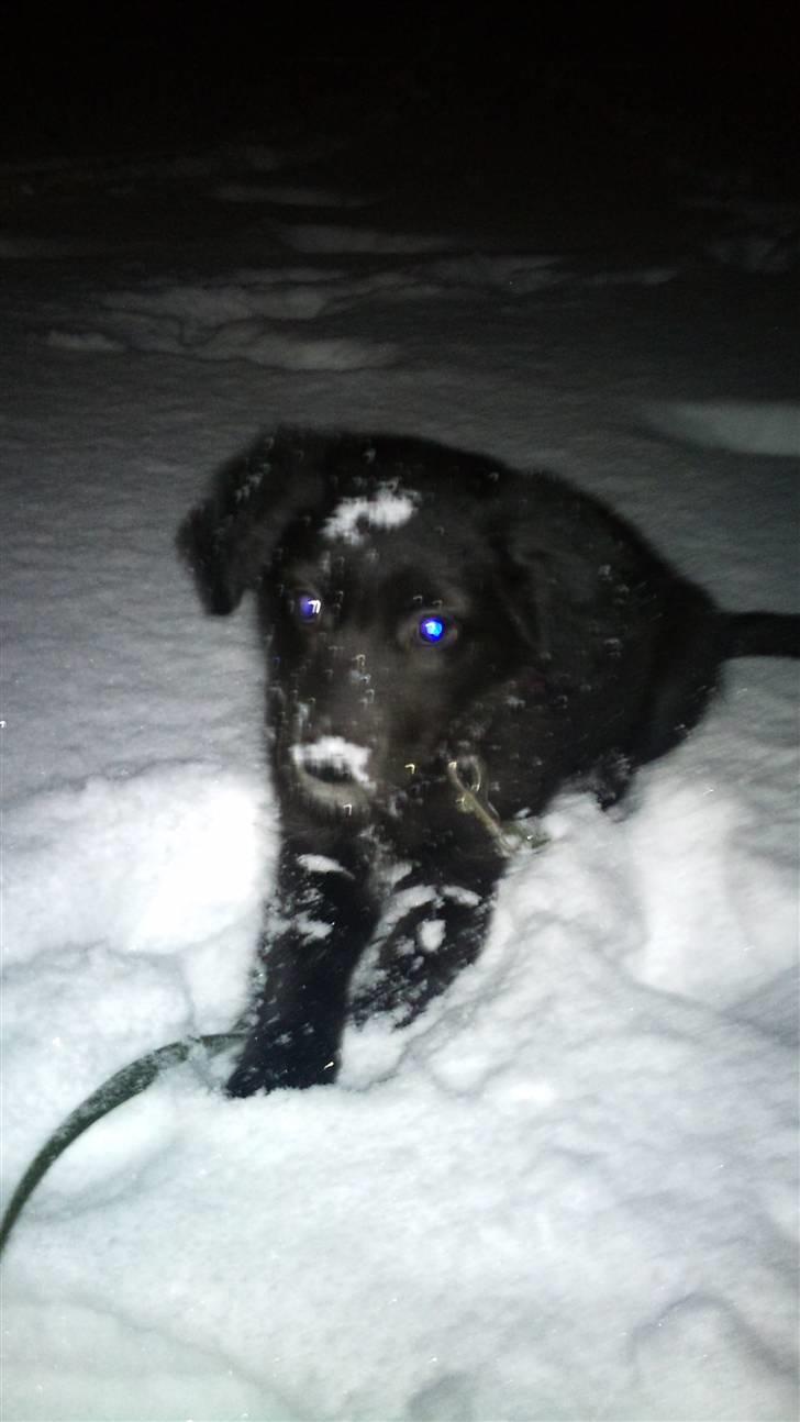 Blanding af racer Cassíe billede 4