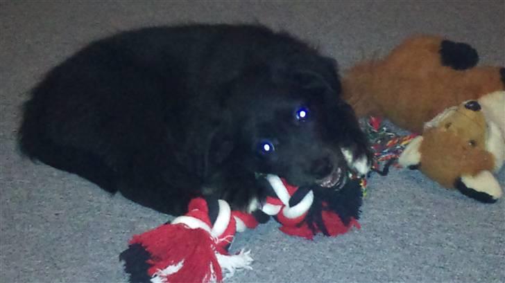 Blanding af racer Cassíe billede 5