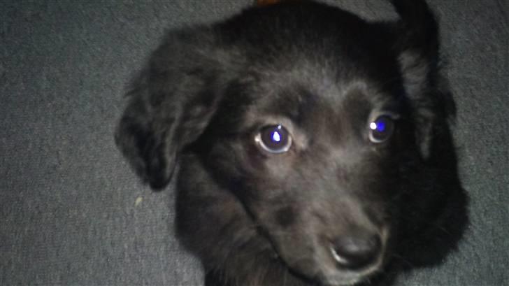 Blanding af racer Cassíe billede 6