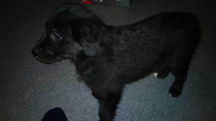 Blanding af racer Cassíe billede 7